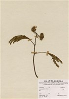 藏品(合歡)的圖片